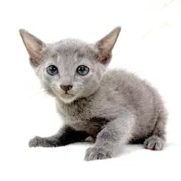 ロシアンブルー