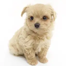 MIX（チワワ×トイプードル）