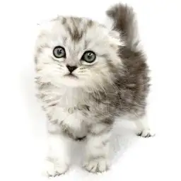 スコティッシュフォールド