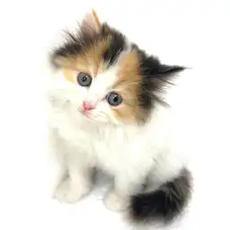 スコティッシュフォールド