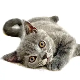 ブリティッシュショートヘア