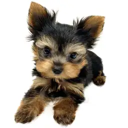 ヨークシャーテリア