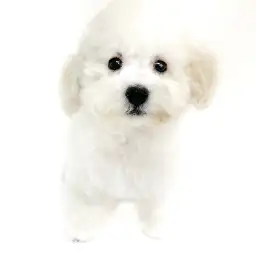 トイ・プードル