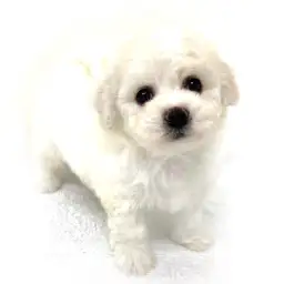 ビションフリーゼ