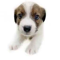 ジャックラッセルテリア