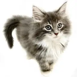 ノルウェージャンフォレストキャット