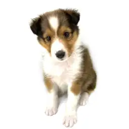 シェットランドシープドッグ