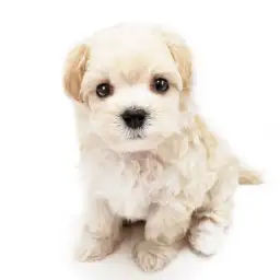 MIX（トイプードル×マルチーズ）