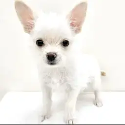 MIX（ポメラニアン×マルチーズ）