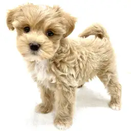 MIX（トイプードル×マルチーズ）