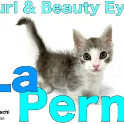 【 ラ・パーマ 】希少種!カールした被毛と圧倒的目力の個性派フレンドリーキャット♪