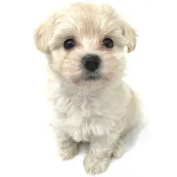 MIX（マルチーズ×トイプードル）