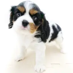 キャバリア・キングチャールズ・スパニエル