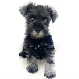 ミニチュア・シュナウザー