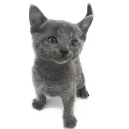 ロシアンブルー