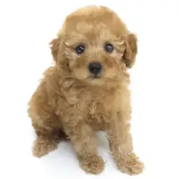 トイ・プードル