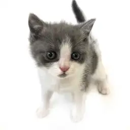 ブリティッシュショートヘア