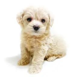 MIX（トイプードル×マルチーズ）