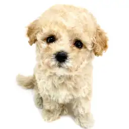 MIX（トイプードル×マルチーズ）