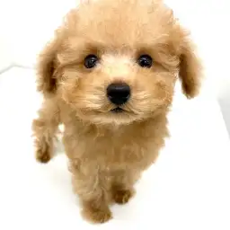 MIX（チワワ×トイプードル）