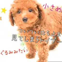 【 トイ・プードル 】誰もが立ち止まる可愛さ！この顔立ちにご注目☆彡
