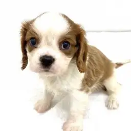 キャバリア・キングチャールズ・スパニエル