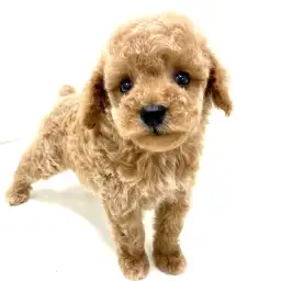 トイ・プードル