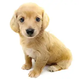 ミニチュア・ダックスフント