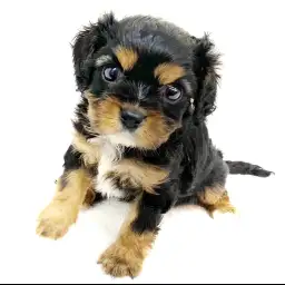 キャバリア・キングチャールズ・スパニエル