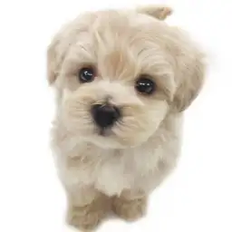 MIX（トイプードル×マルチーズ）