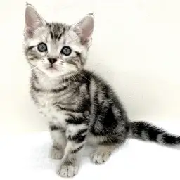 アメリカンショートヘア