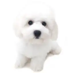 ビションフリーゼ