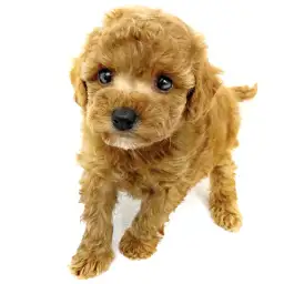 トイ・プードル