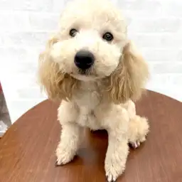 トイ・プードル