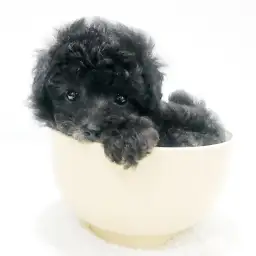 トイ・プードル