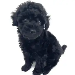 トイ・プードル