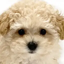 トイ・プードル