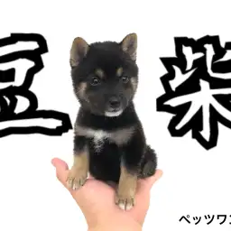 【 豆柴 】小さめサイズの黒い毛色!黒豆柴がやって来ました!