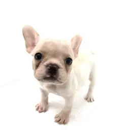 フレンチブルドッグ