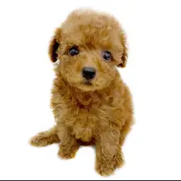 トイ・プードル