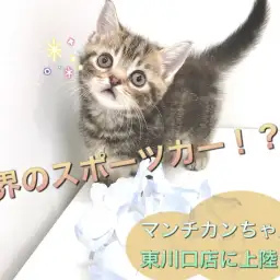【 マンチカン 】超短足マンチカン!猫界のスポーツカー!?
