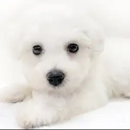 ビションフリーゼ