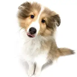 シェットランドシープドッグ