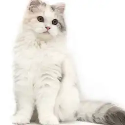 スコティッシュフォールド