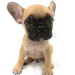 フレンチブルドッグ