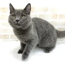 シャルトリュー