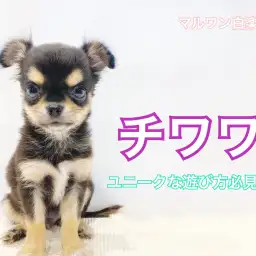 【 チワワ 】大きな麻呂眉!超ユニークな遊び方は必見!