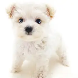 MIX（トイプードル×チワワ）