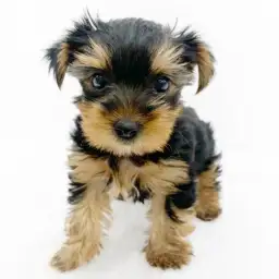 ヨークシャーテリア