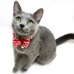 ロシアンブルー